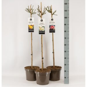 Rosa pink Classics (TH/F) mix, stam 90, C7.5
(1 Plants/Order)(26cmP 120cmH)