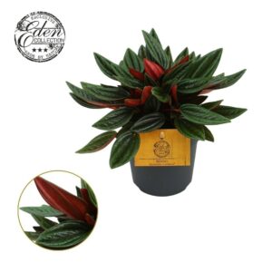Peperomia Peperomia Rosso 12cm
(8 Plants/Order)(12cmP 20cmH)