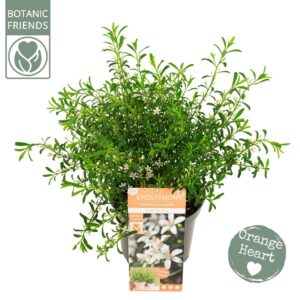 Eriostemon myoporoides Eriostemon myoporoides 'Flower Girl White'
(1 Plants/Order)(22cmP 65cmH)