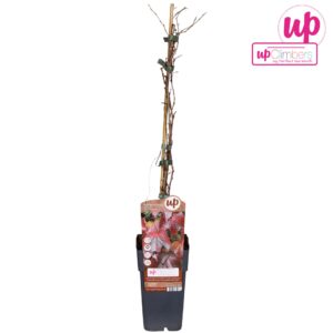 Parthenocissus tricuspidata Veitch Parthenocissus tricuspidata 'Veitch Boskoop' P15
(10 Plants/Order)(15cmP 65cmH)