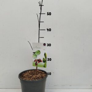fruit trees and -heesters ov Asimina triloba
(1 Plants/Order)(17cmP 20cmH)
