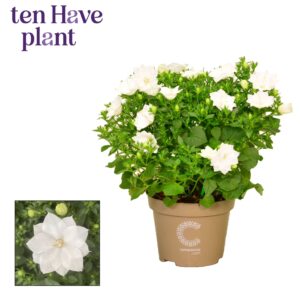 Campanula Dublin White Campanula iso. 'Dublin White'
(8 Plants/Order)(11cmP 20cmH)