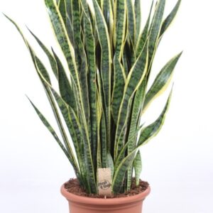 Sansevieria Laurentii Sansevieria Laurentii
(1 Plants/Order)(35cmP 110cmH)