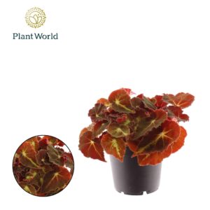 Begonia Magic Colours Montuno Begonia rex Montuno
(8 Plants/Order)(12cmP 25cmH)