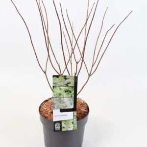 Hydrangea paniculata Hydrangea Paniculata 'White Lady' 19 cm
(1 Plants/Order)(19cmP 75cmH)