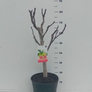 Ficus carica Ficus carica
(1 Plants/Order)(26cmP 90cmH)