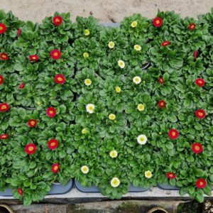 Bellis perennis Bellis mix laag
(18 Plants/Order)(9cmP 20cmH)