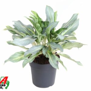 Aglaonema other Aglaonema Ghost
(1 Plants/Order)(24cmP 60cmH)