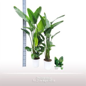 Strelitzia nicolai Strelitzia nicolai
(1 Plants/Order)(22cmP 145cmH)