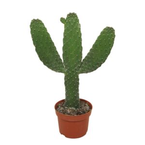 Opuntia Opuntia consulea 13 cm
(6 Plants/Order)(13cmP 35cmH)