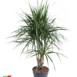 Dracaena marginata Dracaena Marginata busch P27
(1 Plants/Order)(27cmP 120cmH)