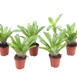 Nidularium Fire Ball Fireball green 5.5
(40 Plants/Order)(5.5cmP 15cmH)