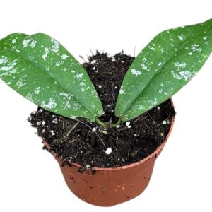 Hoya Hoya Mitrata Splash
(9 Plants/Order)(10.5cmP 15cmH)