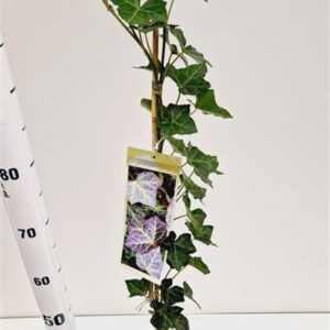 Hedera helix Woerner Hedera hel. ‘Woerner’ - gestokt 70 cm
(8 Plants/Order)(14cmP 70cmH)