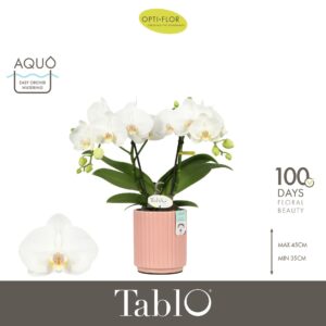 Phalaenopsis white more Ripsen Tablo Champagne 2 spike in Molise Salmon Aquo
(6 Plants/Order)(12cmP 40cmH)