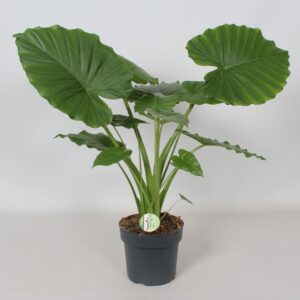 Alocasia gageana Alocasia Gageana 'California'
(1 Plants/Order)(21cmP 90cmH)
