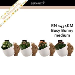 Kalanchoe 1434KM - Busy Bunny medium (Kalanchoe mix)
(5 Plants/Order)(15cmP 17cmH)