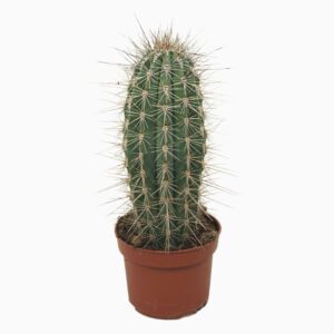 Pachycereus pringlei Pachycereus pringlei single 10,5 cm
(10 Plants/Order)(10.5cmP 20cmH)