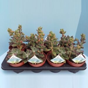 Echeveria Bio Echveria pulvinata 510-PV13
(8 Plants/Order)(13cmP 25cmH)