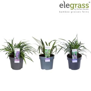 Liriope muscari Ingwersen Liriope mix tray P14
(6 Plants/Order)(14cmP 40cmH)