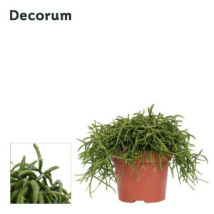 Rhipsalis baccifera 'Oasis' Rhipsalis Oasis 12 cm Decorum
(6 Plants/Order)(12cmP 15cmH)
