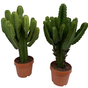 Euphorbia Ingens Euphorbia ingens P30
(1 Plants/Order)(30cmP 105cmH)