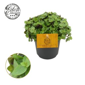 Callisia Turtle Callisia Turtle 10,5cm
(10 Plants/Order)(10.5cmP 15cmH)