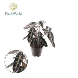 Alocasia Bambino Arrow Alocasia Bambino Arrow 2 p.p.
(6 Plants/Order)(14cmP 30cmH)