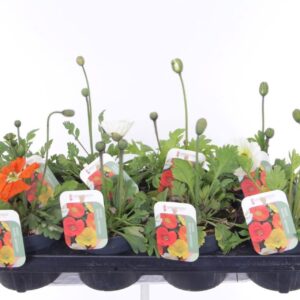 Papaver Gartenzwerg Papaver nudicaule Gartenzwerg
(8 Plants/Order)(13cmP 20cmH)