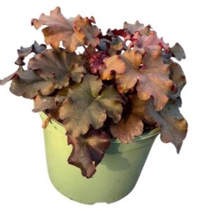 Heuchera sanguinea Heuchera Indian Summer 'Cranberry'
(1 Plants/Order)(17cmP 30cmH)