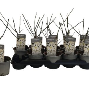 Magnolia stellata Magnolia stellata P12
(10 Plants/Order)(12cmP 35cmH)