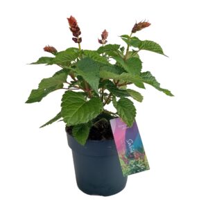 Salvia Salgoon Lake Flamingo Salvia salgoon Lake Flamingo p17 (NL)
(1 Plants/Order)(17cmP 50cmH)