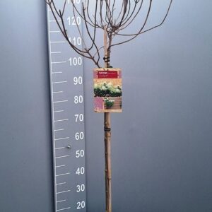 Hydrangea paniculata Limelight Limelight 26 80 stam
(1 Plants/Order)(26cmP 160cmH)