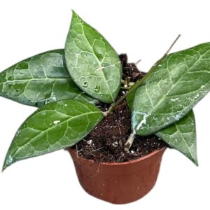 Hoya hoya verticillata lampung
(4 Plants/Order)(10.5cmP 15cmH)