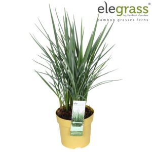 Dianella caerulea Coolvista' P14
(6 Plants/Order)(14cmP 70cmH)