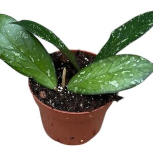 Hoya Hoya Sp Aceh Clone 8
(9 Plants/Order)(10.5cmP 15cmH)