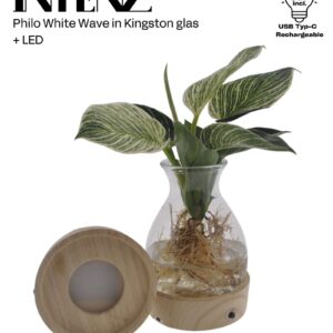 Philodendron White Wave in Kingston Glas + LED - levertijd: 24 uur
(3 Plants/Order)(12cmP 25cmH)