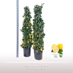 Citrus limon Citroen piramide
(1 Plants/Order)(40cmP 220cmH)