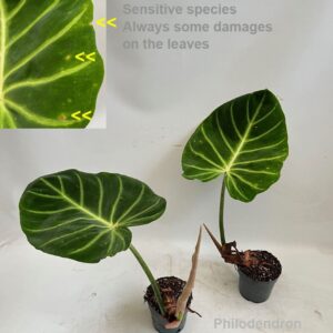 Philodendron Philodendron luxurians 14cm
(4 Plants/Order)(14cmP 45cmH)