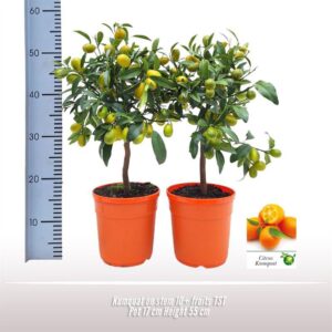 Fortunella margarita Kumquat op stam
(3 Plants/Order)(17cmP 55cmH)