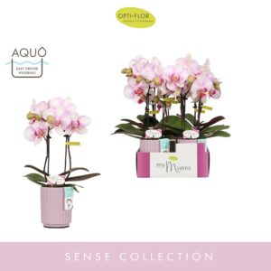 Phalaenopsis other pink (enkele ta MyMonro Make-up 2 spike in Molise Lilac Aquo
(6 Plants/Order)(7cmP 25cmH)