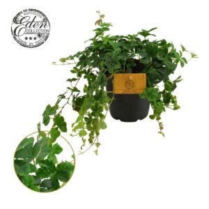 Parthenocissus inser Parthenocissus Striata 12cm
(10 Plants/Order)(12cmP 20cmH)