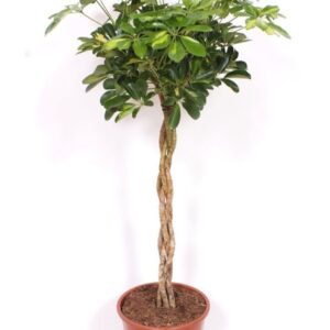 Schefflera Gold Capella Schefflera Gold Capella
(1 Plants/Order)(27cmP 130cmH)
