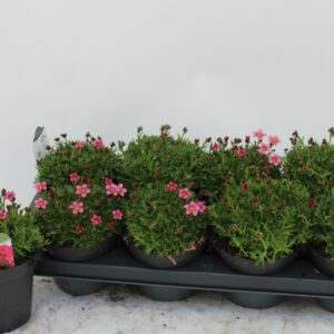 Saxifraga Marto pink Saxifraga Marto pink
(8 Plants/Order)(13cmP 15cmH)