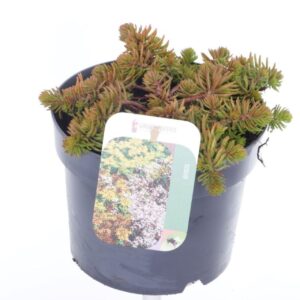 Sedum reflexum Sedum reflexum Angelina
(1 Plants/Order)(17cmP 20cmH)