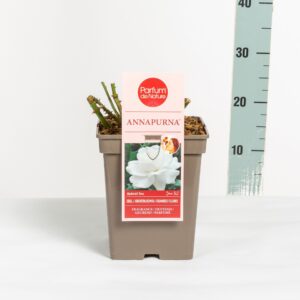 Rosa other Rosa Annapurna ® 'Parfum de Nature', C5
(1 Plants/Order)(23cmP 30cmH)