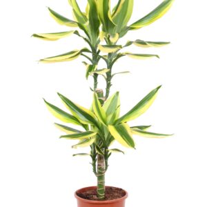 Dracaena Golden King Dracaena Golden King, 17 cm Pot
(1 Plants/Order)(17cmP 75cmH)