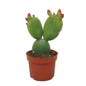 Opuntia Opuntia inamoena 10,5 cm flowering
(10 Plants/Order)(10.5cmP 15cmH)