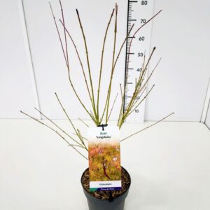 Acer palmatum Acer palm. 'Sangokaku' 40-60C3
(1 Plants/Order)(19cmP 60cmH)