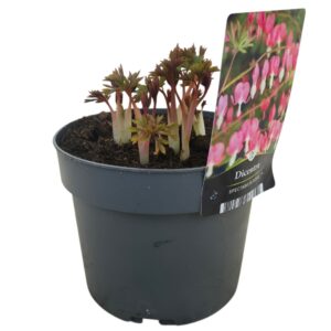 Dicentra spectabilis Dicentra Spectabilis
(6 Plants/Order)(17cmP 30cmH)